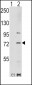 PAK1 Antibody (T423)